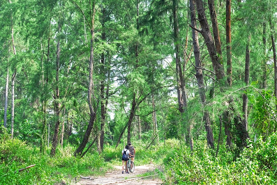 forest, trees, bicycle, rider, couple, adventure, thrill, wild HD wallpaper