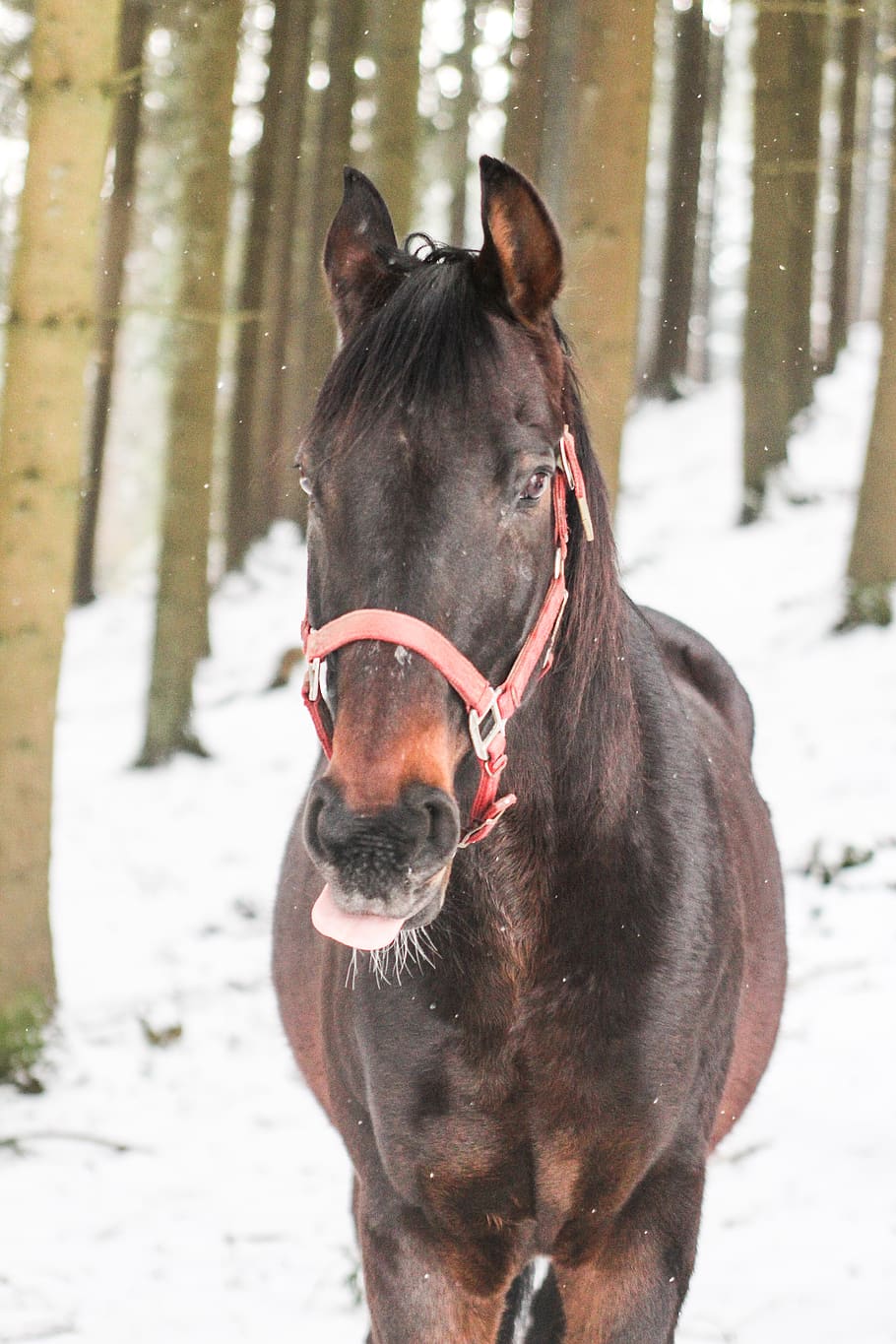 horse, forest, nature, winter, snow, mammal, domestic animals HD wallpaper