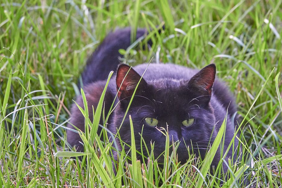 cat, field, lauer, hunt, pet, meadow, cat's eyes, green, watch HD wallpaper