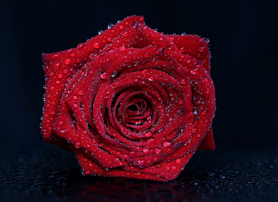 rose, red, drops, water, flower, plant, romantic, black background HD wallpaper
