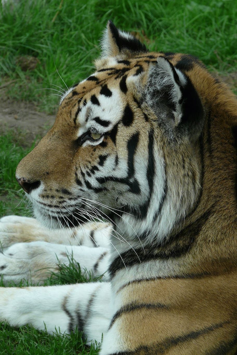 tiger, zoo, animal world, feline, animal themes, cat, big cat HD wallpaper