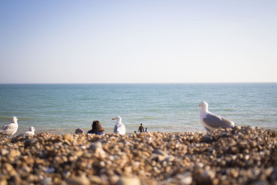 brighton, united kingdom, people, sun, sea, coast, england HD wallpaper