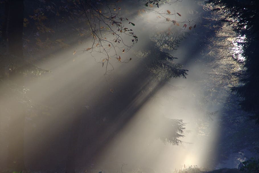 Tall Trees With Shade of Light, fog, forest, nature, sunlight HD wallpaper