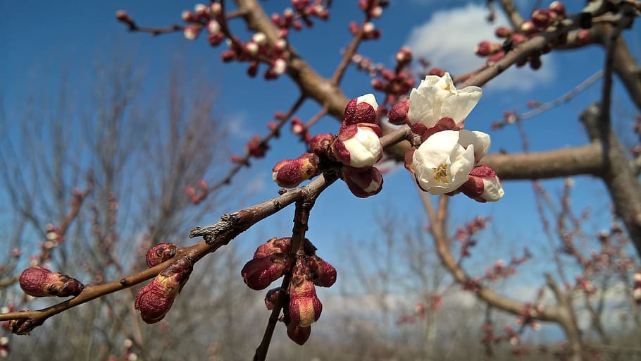 plant, blossom, flower, sprout, bud, tree, bird, animal, spring HD wallpaper