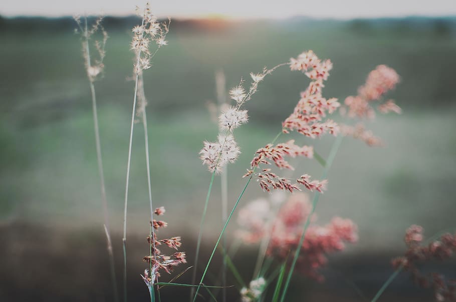 plant, growth, focus on foreground, beauty in nature, close-up HD wallpaper