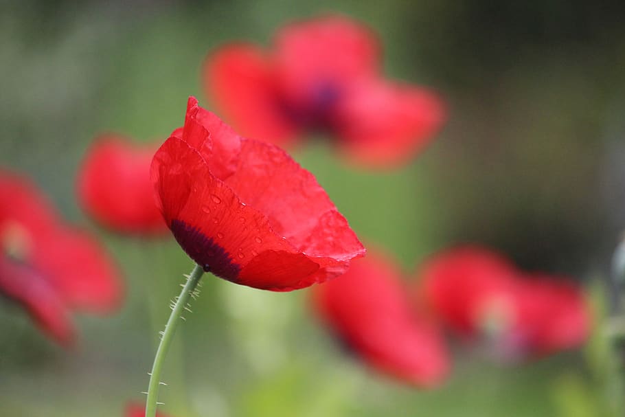 red, poppy, spring, nature, plant, flower, flowering plant HD wallpaper