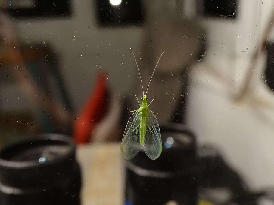 bug, binoculars, night watch, unexpected company, one animal HD wallpaper