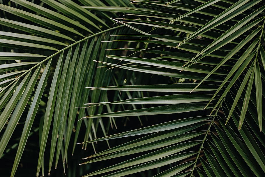 Tropical palm leaves, floral pattern background, summer, green