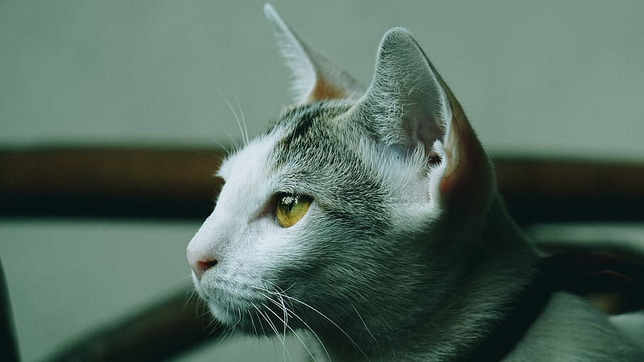 selective focus photography of gray cat, one animal, animal themes HD wallpaper
