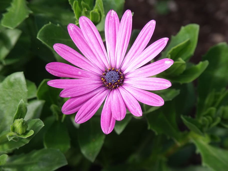 flowers, pink, nature, spring, garden, summer, flora, flowering plant HD wallpaper
