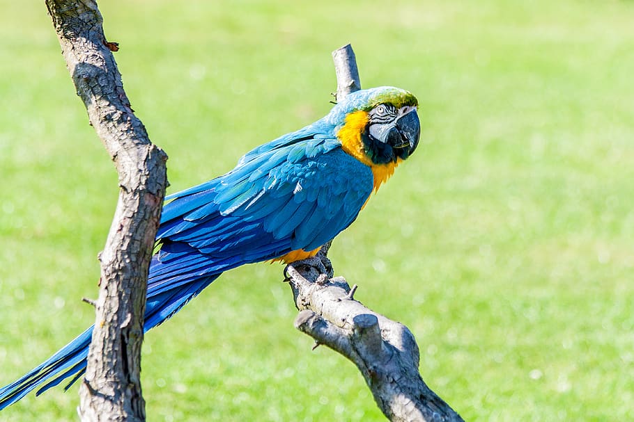 united kingdom, dunstable, parrot, mcaw, zoo, bird, animal HD wallpaper