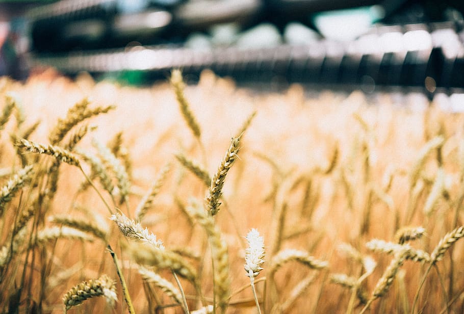 plant, growth, field, crop, land, day, agriculture, selective focus HD wallpaper