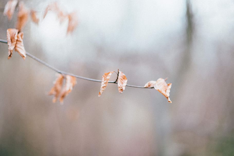 plant, focus on foreground, day, close-up, beauty in nature HD wallpaper