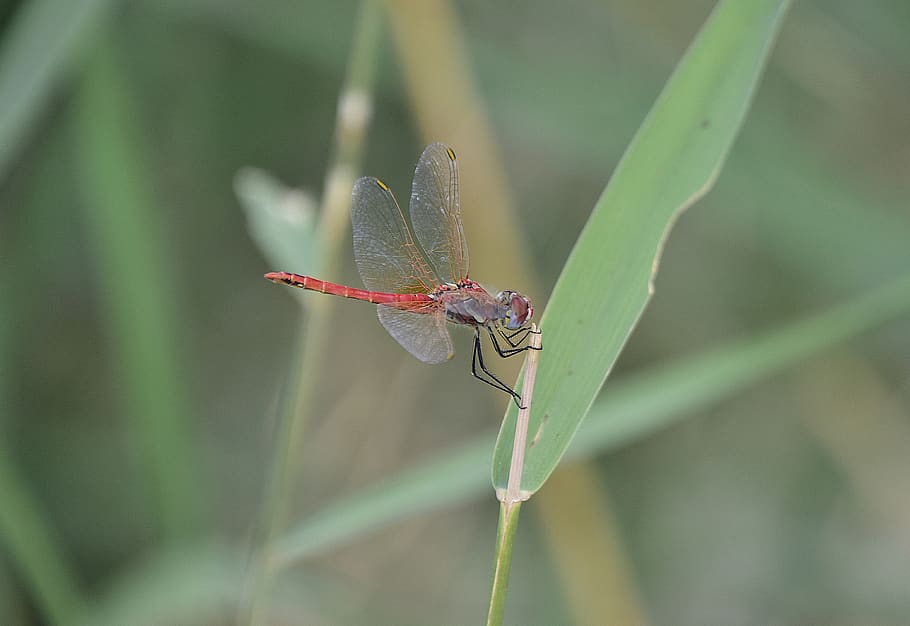 nature, insects, dragonfly, wings, animal wildlife, invertebrate HD wallpaper