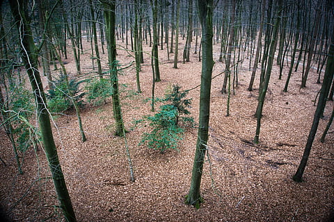 trees, forest, woods, wallpaper, nature, birdview, plant, land HD wallpaper