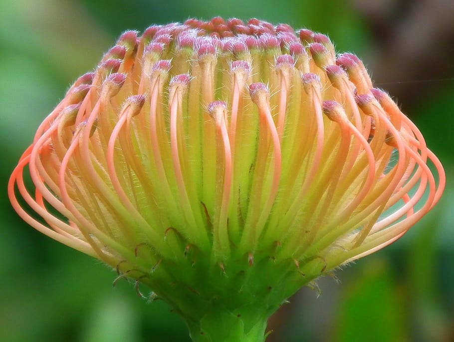 plant, pollen, flower, blossom, dandelion, anther, sprout, bud HD wallpaper