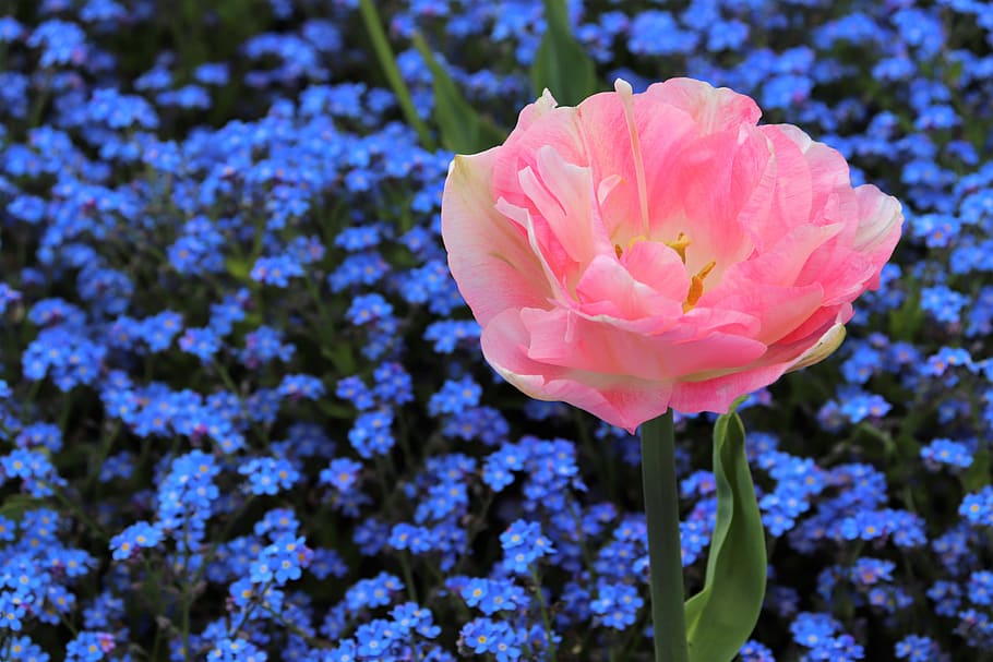 spring, pink tulip, blue aubrieta, blossom, blooming, plant HD wallpaper