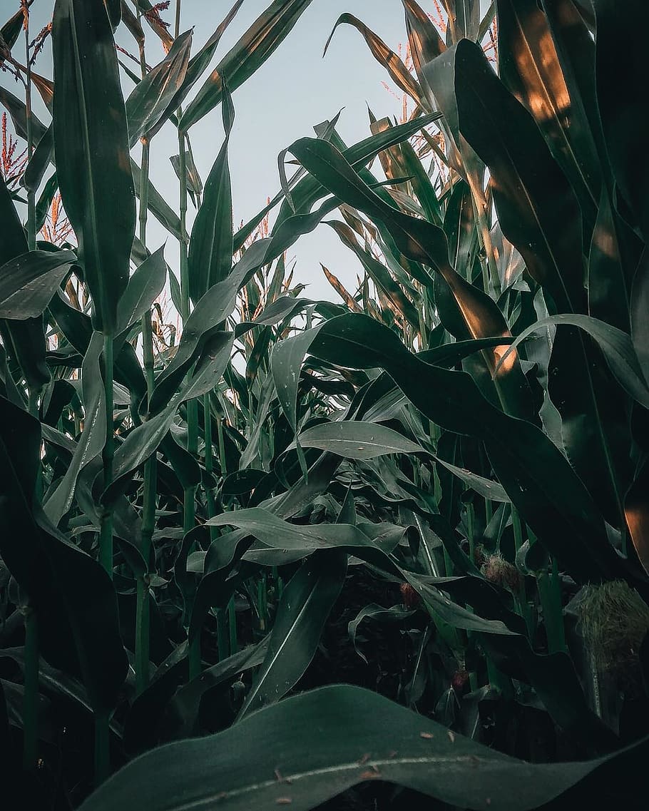 Close-Up Photo of Leaves, corn, crops, environment, farm, foliage HD wallpaper