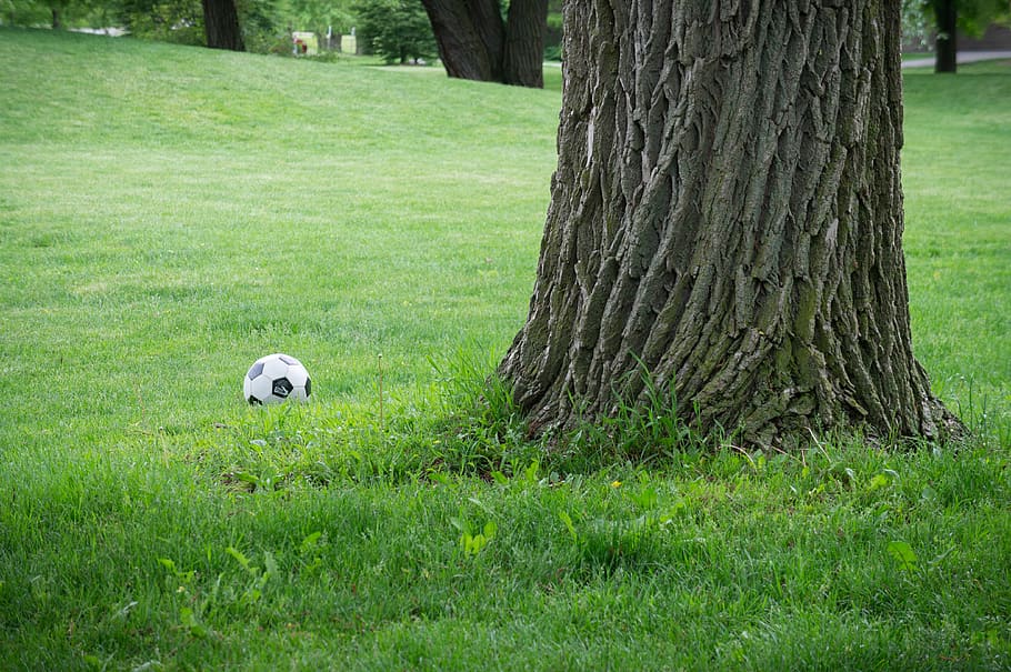plant, tree, grass, trunk, tree trunk, one animal, nature, land HD wallpaper