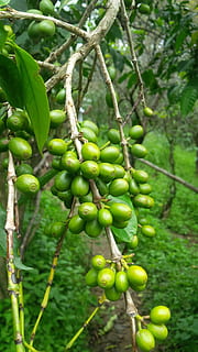 plantation, kerala, nature, coffee, trees, leaves, green, farm HD wallpaper