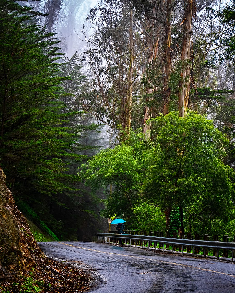 tree, plant, transportation, forest, growth, green color, nature HD wallpaper