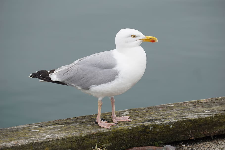 Close-up of Bird , animal, daylight, feather, fowl, ocean, perched HD wallpaper