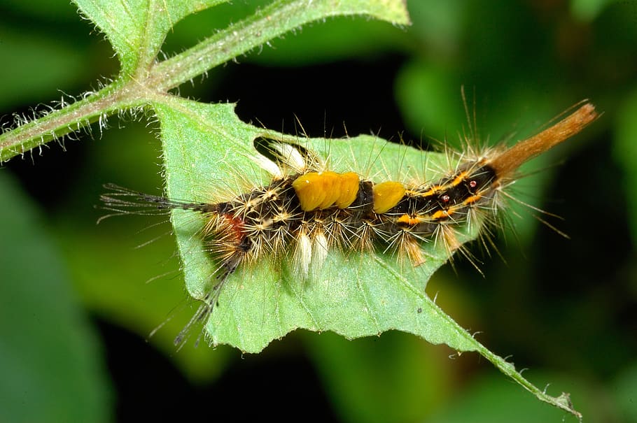 insect, caterpillar, nature, wildlife, invertebrate, animal wildlife HD wallpaper