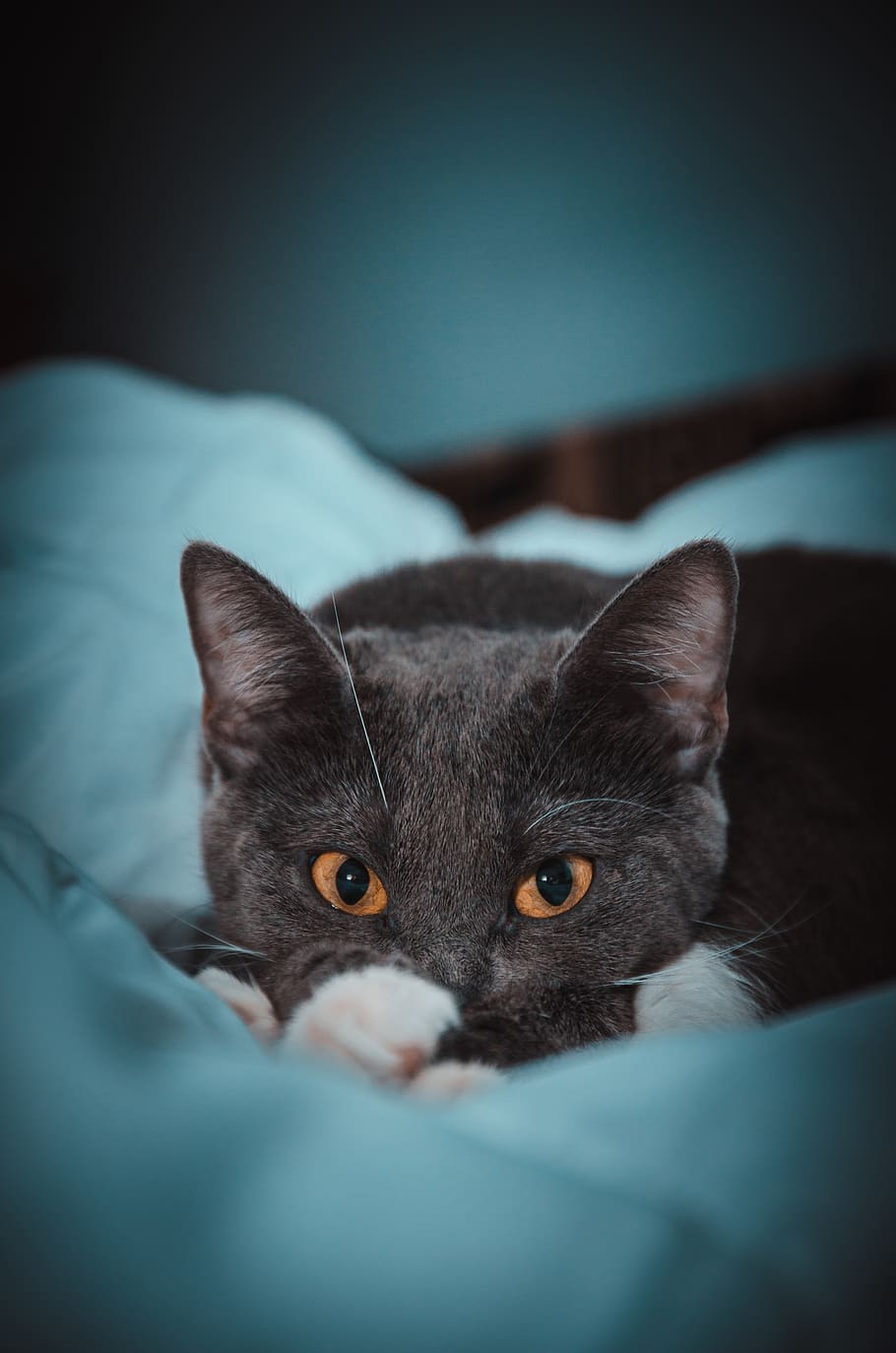 Siamese cat on bed, one animal, animal themes, mammal, domestic animals HD wallpaper