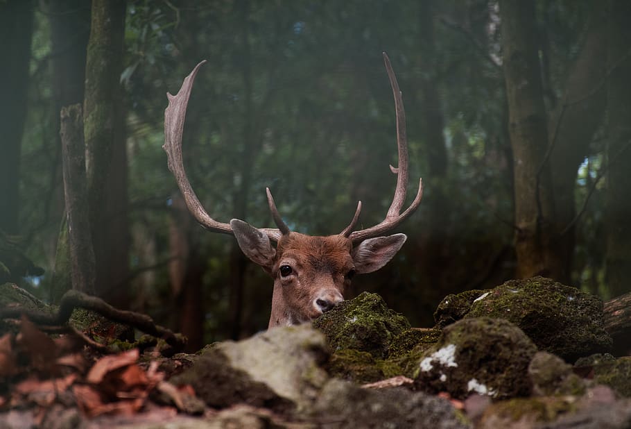 brown deer on forest during daytime, tree, animal themes, animal wildlife HD wallpaper