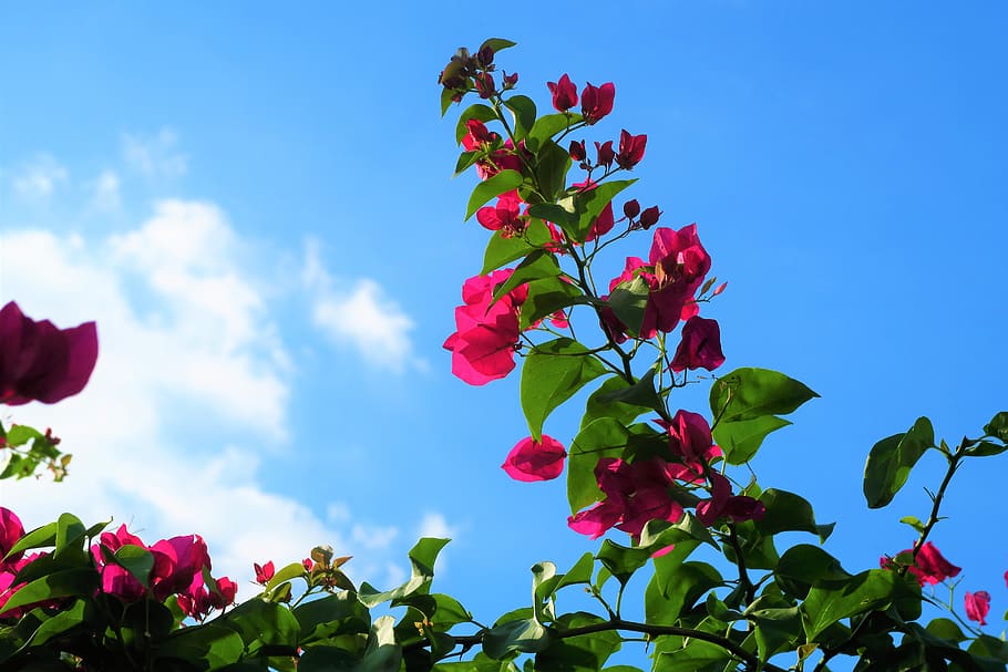 flower, branches, sky, cloud, nature, red, tree, pink, flowers HD wallpaper