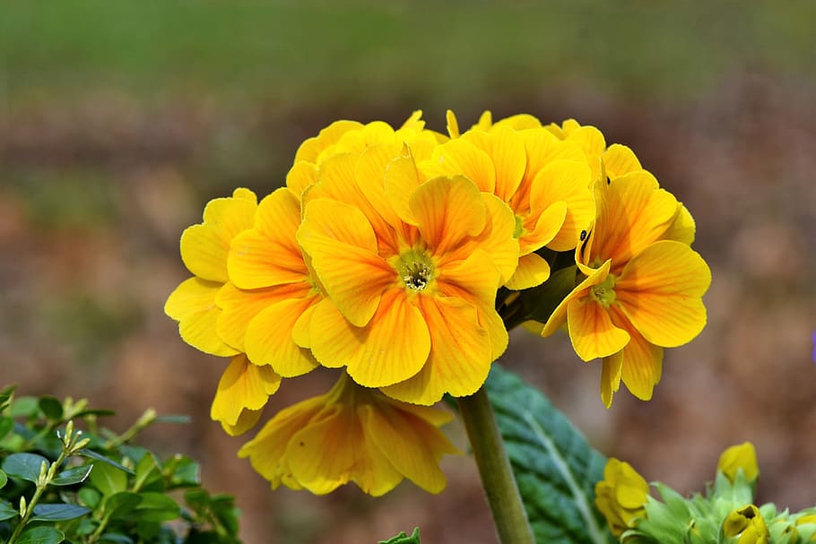 primrose, flower, flowers, yellow, bloom, petals, plant, flora HD wallpaper