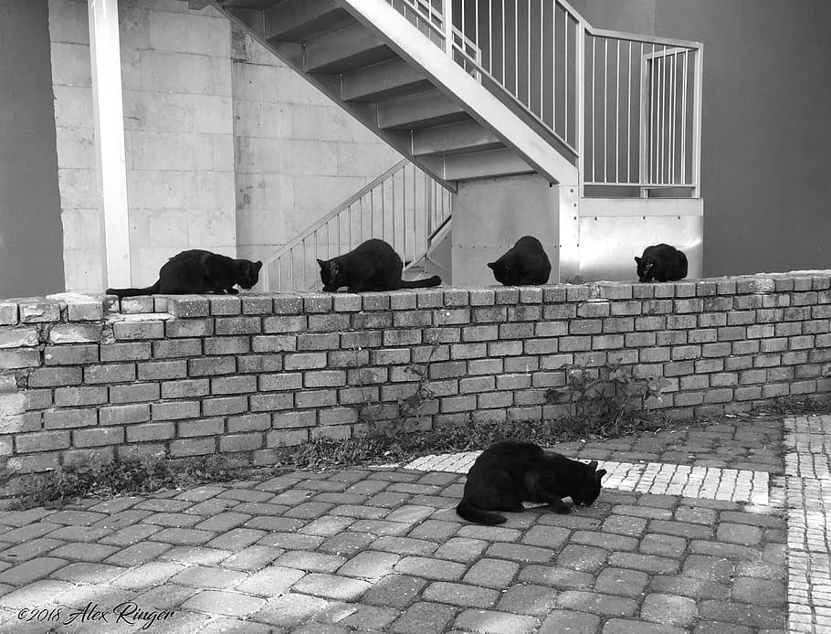 israel, nesher, five, eating, cats, black, bricks, mammal, architecture HD wallpaper