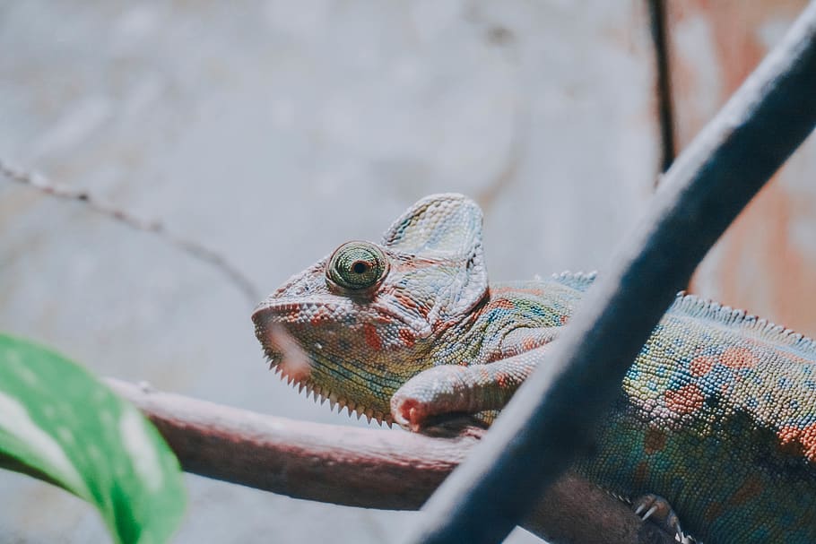 green and blue chameleon, lizard, reptile, animal, iguana, gecko HD wallpaper