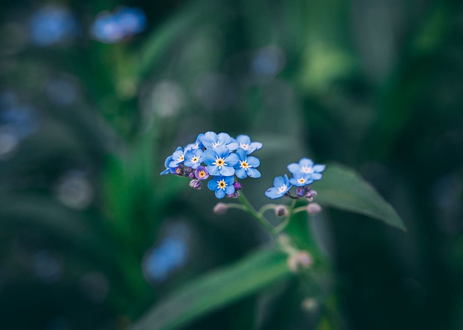 flower, geranium, plant, blossom, vegetation, pollen, nature HD wallpaper