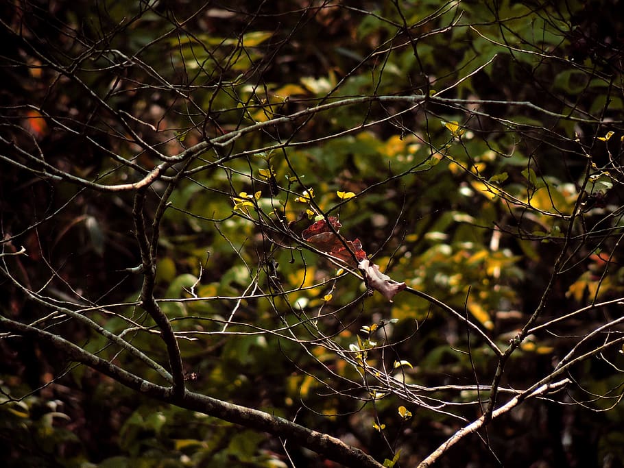 Brown Twigs With No Leaves, branches, close-up, dry leaves, tree HD wallpaper