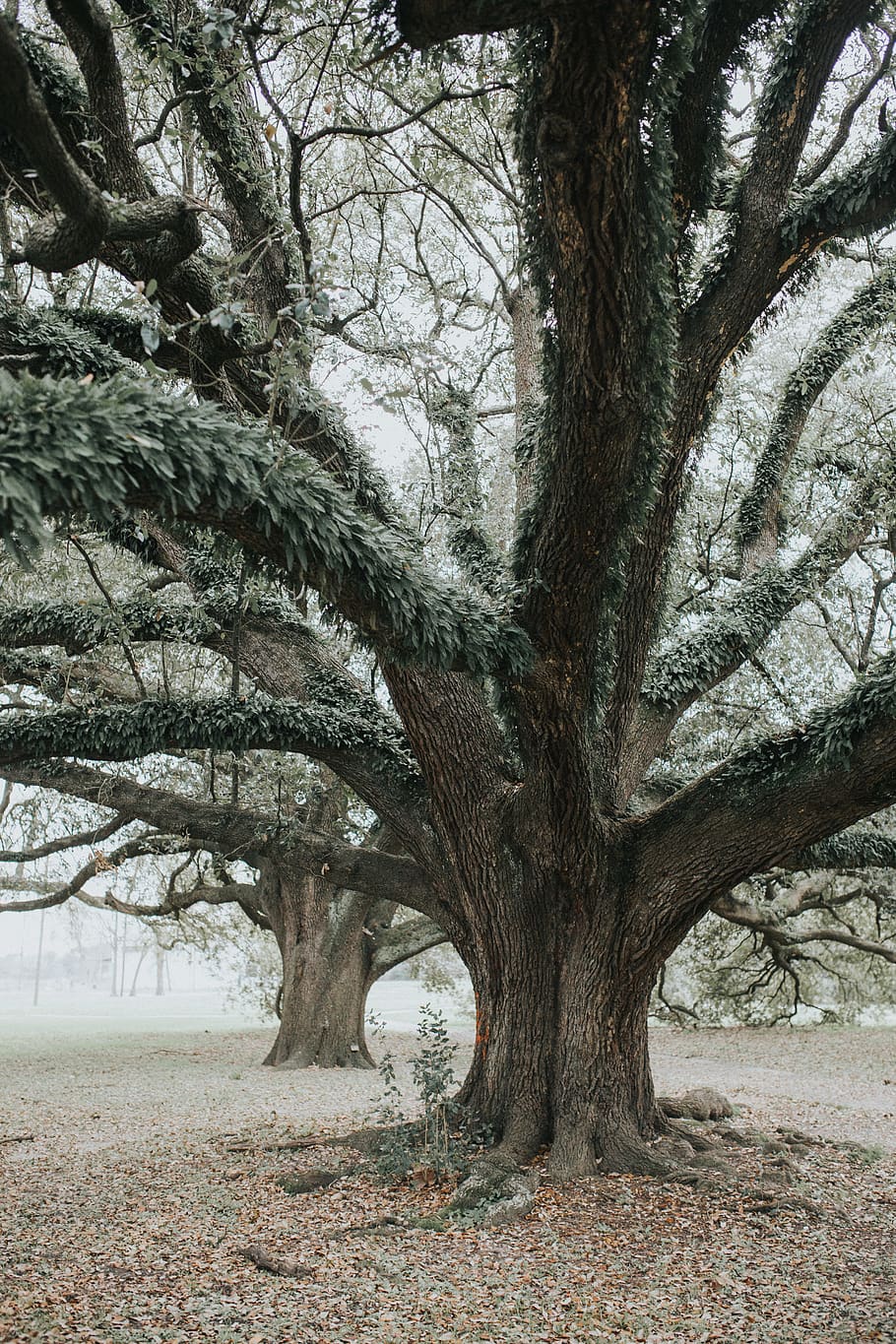 trees during daytime, plant, tree trunk, outdoors, oak, nature HD wallpaper
