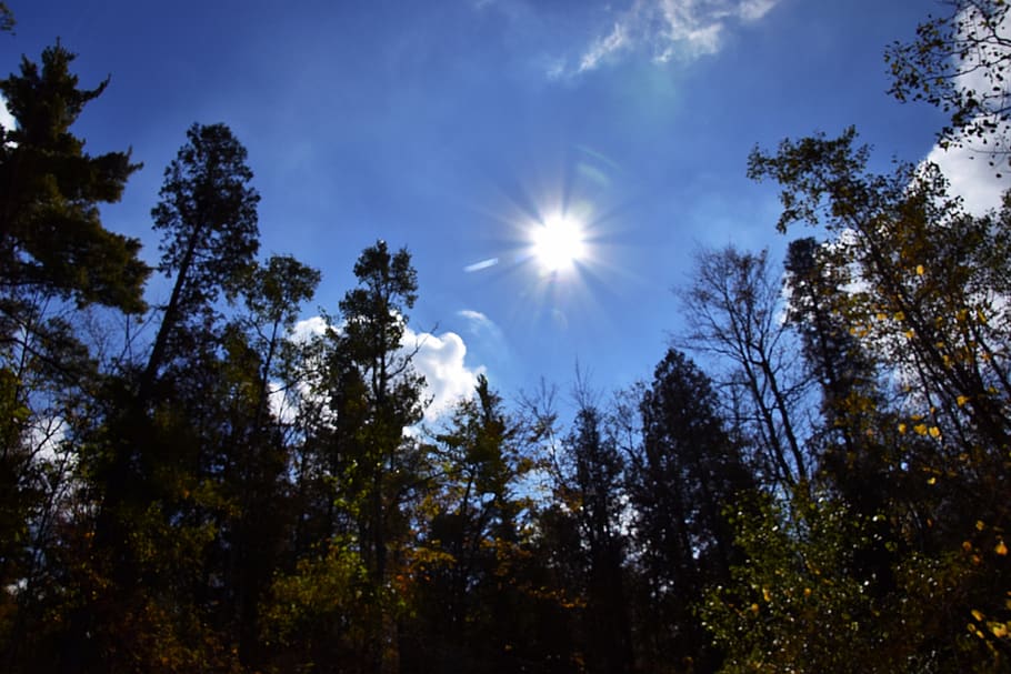 canada, milton, hilton falls trail, tree, sky, plant, low angle view HD wallpaper