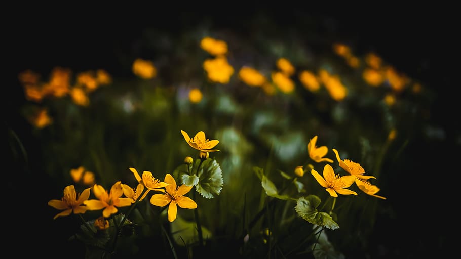 austria, yellow, green, forest, flowers, shadow, beauty, nature HD wallpaper