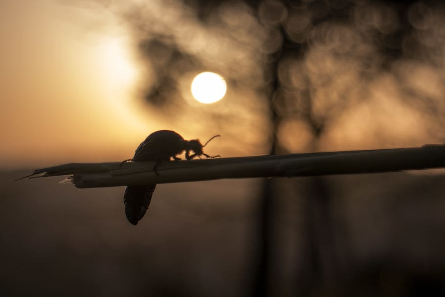 algeria, worm, insect, animal, animal wildlife, animal themes HD wallpaper