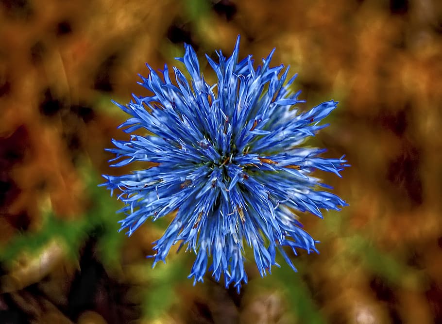 Blue Flower Plant, beautiful, bloom, blooming, blossom, blur HD wallpaper