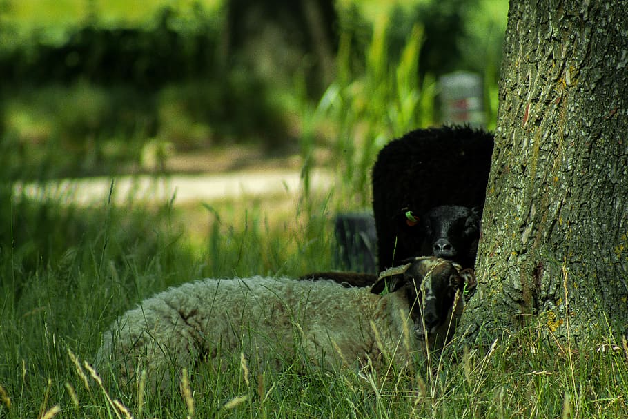 tree, grass, grow, nature, wildlife, animal, sheep, sleepingsheep HD wallpaper