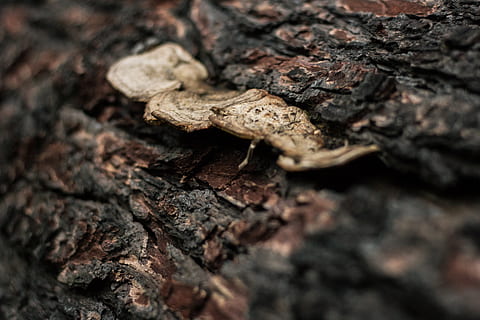 salta, argentina, macro, brown, nature, live, life, pino, tree HD wallpaper