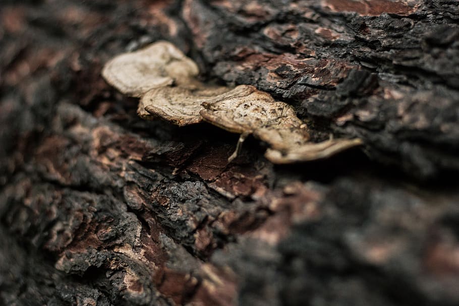 salta, argentina, macro, brown, nature, live, life, pino, tree HD wallpaper