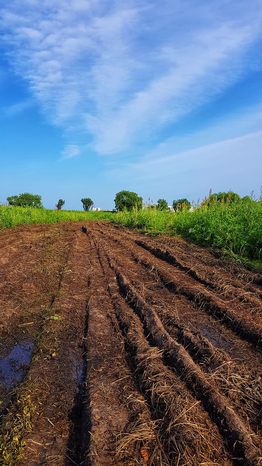 summer, field, track, dirt, road, land, nature, meadow, landscape HD wallpaper