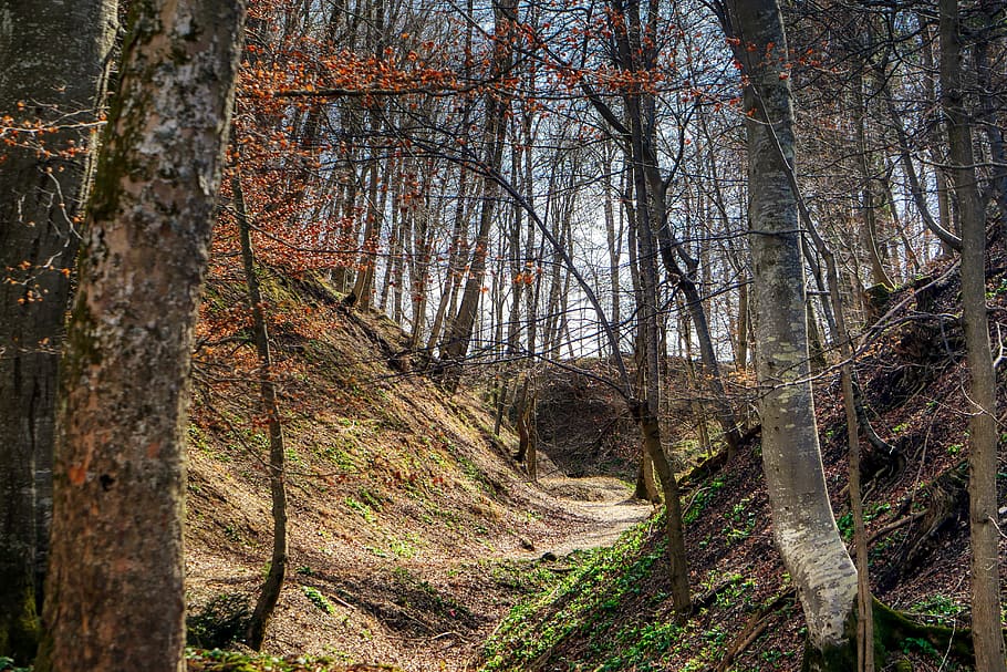 forest, landscape, away, tree, nature, path, green, trail, scenic HD wallpaper