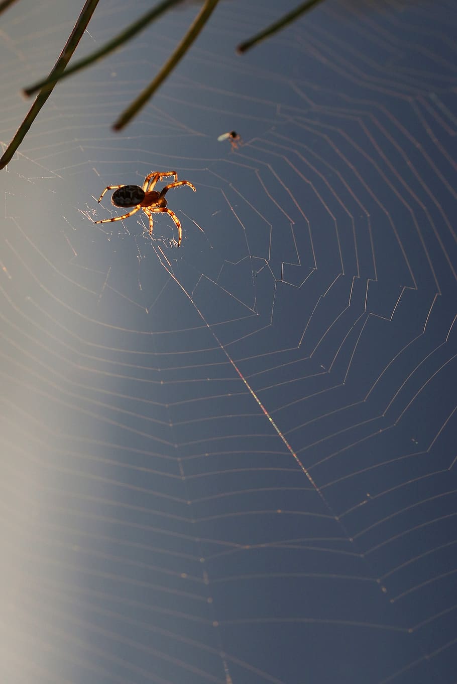 spider, spider web, trap, nature, animal themes, one animal, HD wallpaper