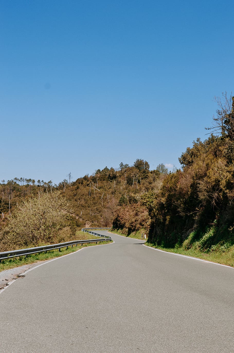 green trees beside road, mountain, highway, lonely, empty, nobody HD wallpaper