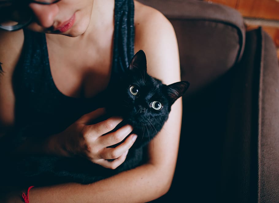 Person Carrying Black Cat, adorable, animal, animal lover, close-up