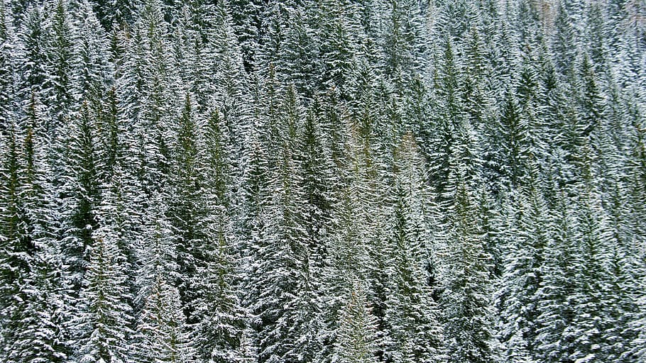 green pine trees during daytime, plant, abies, fir, conifer, rug HD wallpaper