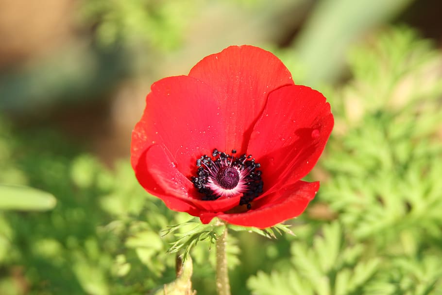 flower, anemone, red, bloom, nature, winter, plant, flowering plant HD wallpaper